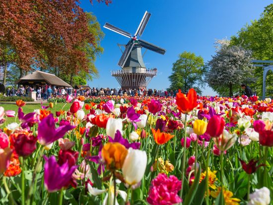 2026年3月19日～5月11日限定 アムステルダム⇔キューケンホフ公園 往復シャトル＋キューケンホフ公園優先入場チケット