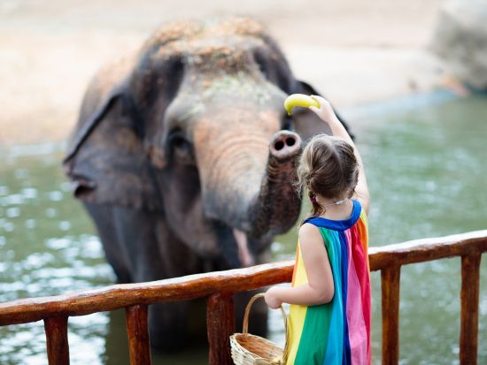 シンガポール動物園 入場チケット 　アニマルショー＋トラム乗車＋動物たちとの朝食付き＜朝食／日本語ガイド＞