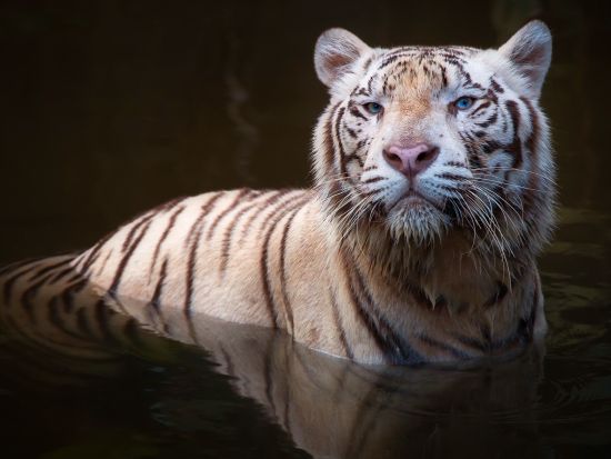 シンガポール動物園 入場チケット 　アニマルショー＋トラム乗車＋動物たちとの朝食付き＜朝食／日本語ガイド＞