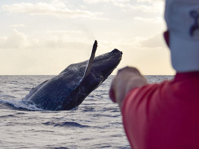 特急サボ　（表）オホーツク　（裏）おおぞら 特急サボ （表）オホーツク （裏）おおぞら Rail・Artブログ