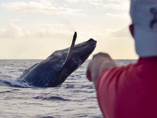 ホエールウォッチ　遭遇率の高い西オアフで鑑賞！アウラニやコオリナリゾートから車で20分　ソフトドリンク飲み放題付き＜西オアフ発／12/1～3/31＞