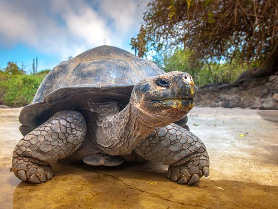 shutterstock_682808902