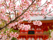 Japan_Kyoto_Ninnaji Temple_cherry blossoms_shutterstock_630612137