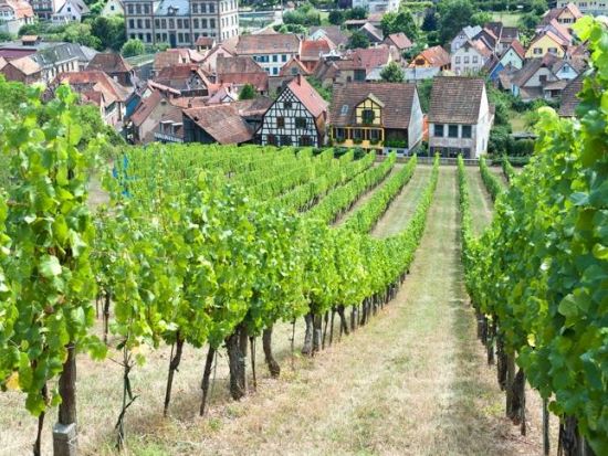 アルザス地方　3軒のワイナリーを巡る1日観光ツアー ＜試飲付き／英語ドライバーガイド／ストラスブール発＞