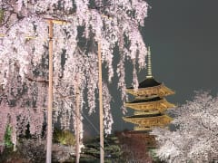 Japan_Kyoto_Toji_Temple_Pagoda_Spring_Sakura_Cherry_Blossoms_Night_shutterstock_381636145