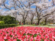 Japan_Kyoto_Botanical_Gardens_cherry blossoms_shutterstock_418614394