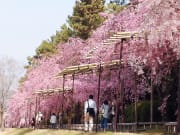 Japan_Kyoto_nakaragi_no_michi_Cherry_blossoms_shutterstock_1279876243