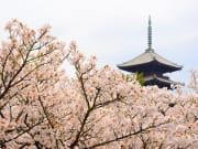 Japan_Kyoto_Ninnaji_temple_Cherry_blossoms_shutterstock_630613028