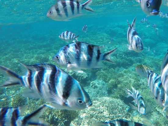 【お得なセットプラン】パラセーリング&選べるマリンスポーツ1種＋アイランドカルチャーディナーショー＜ディナービュッフェ／送迎付＞by SUNNY SIDE UP