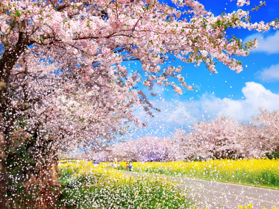 Jeju noksanro wind blowing cherry blossom petals