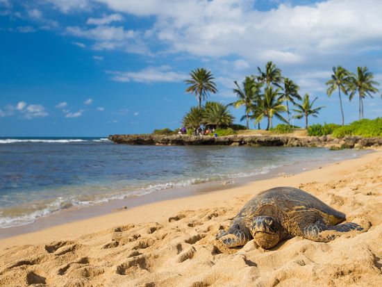_Haleiwa_Beach_Seaturtle_shutterstock_704579812