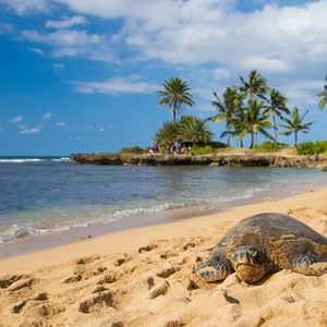 _Haleiwa_Beach_Seaturtle_shutterstock_704579812