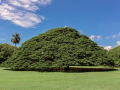 Oahu_Moanalua Gardens_shutterstock_389661181
