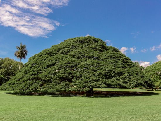 バン・ミニバス貸切チャーター　結婚式や社員旅行などグループに最適！最大24名まで乗車可能＜1～24名／2～10時間／英語ガイド＞