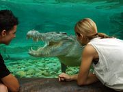 Goliath Estaurine Crocodile