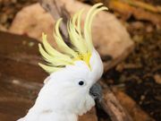 Sulphur-crested cockatoo