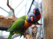 Rainbow Lorikeet in Cairns Wildlife Dome