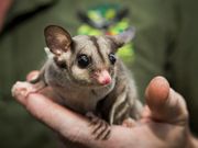 Mahogany Glider in Cairns Wildlife Dome