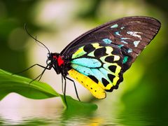 Cairns Birdwing Butterfly