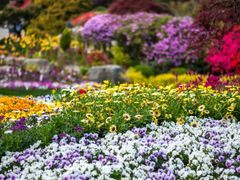 shutterstock_1296026653 (1)