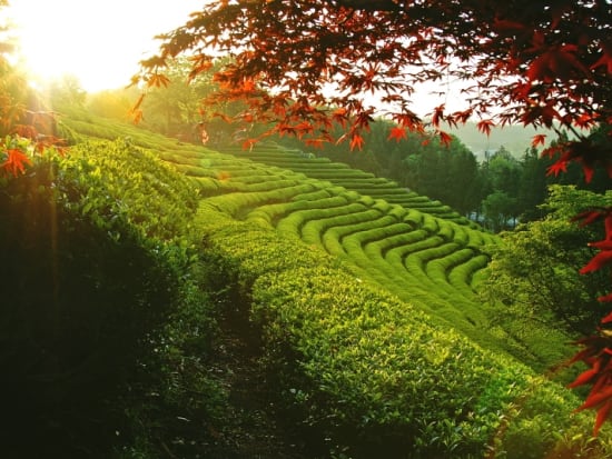boseong green tea plantation illuminated by sunset
