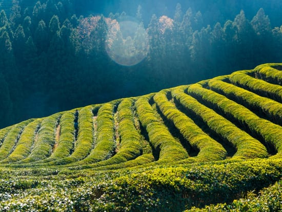 korea boseong green tea plantation, field of green