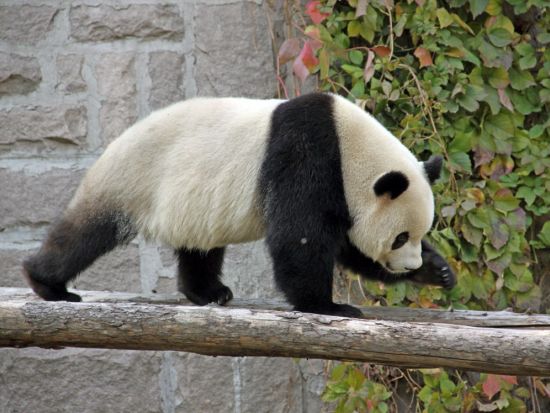 北京動物園（パンダ館）＋頤和園＋万里の長城「居庸関長城」1日観光ツアー！広東料理の昼食付き＜専用車＋日本語ガイド／昼食付／北京発＞