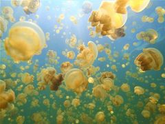 jellyfsh