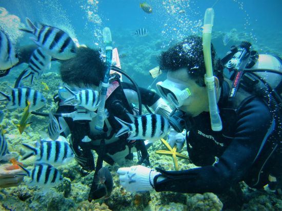 慶良間体験ダイビング＋シュノーケリング　慶良間ののどかな離島エリアでブルーの海へダイブ！フリータイムにシュノーケリングもOK＜半日／1～2ダイブ／那覇発＞