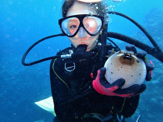 慶良間体験ダイビング＋シュノーケリング　慶良間ののどかな離島エリアでブルーの海へダイブ！フリータイムにシュノーケリングもOK＜半日／1～2ダイブ／那覇発＞