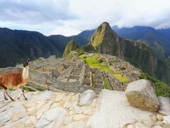 Peru_Machu Picchu_llama_shutterstock_475915696