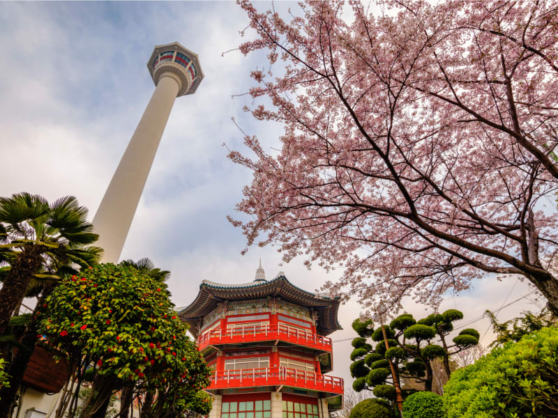 busan tower, cherry blossom