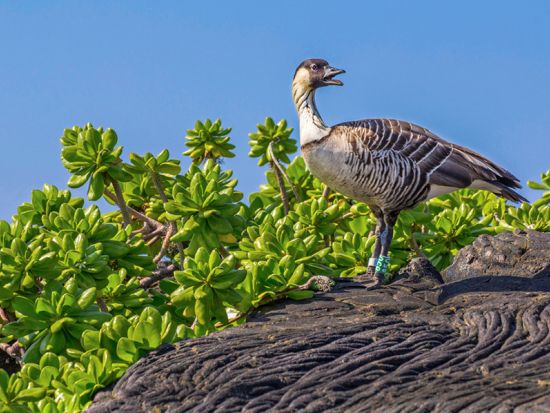 ハワイ島　バードウォッチングツアー 　ハカラウ・フォレスト国立野生動物保護区＜1日／朝・昼食付／英語ガイド＞