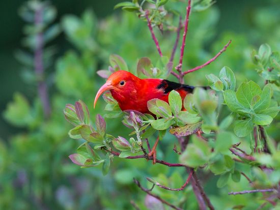Hawaiian Honey Creeper, iiwi bird_shutterstock_477185860