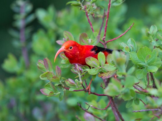 ハワイ島　バードウォッチングツアー 　ハカラウ・フォレスト国立野生動物保護区＜1日／朝・昼食付／英語ガイド＞