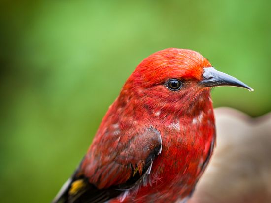 ハワイ島　バードウォッチングツアー 　ハカラウ・フォレスト国立野生動物保護区＜1日／朝・昼食付／英語ガイド＞