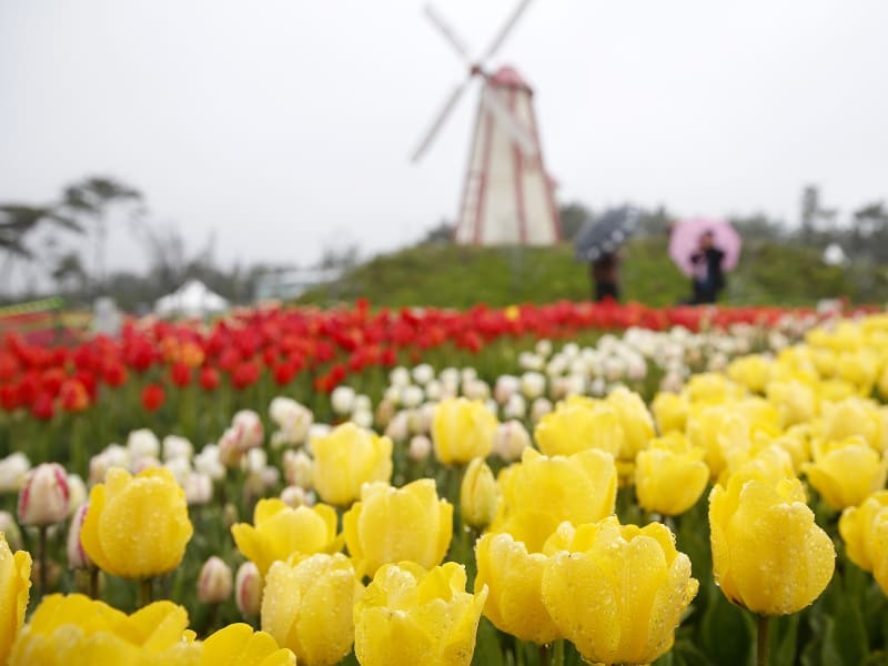 Taean Tulip Festival Seoul South Korea