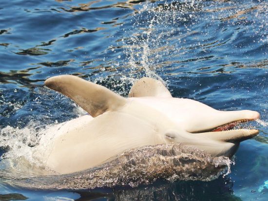 野生のイルカに出会える！モーリシャス南部ベネティエ島日帰りツアー＜英語ガイド／ホテル発＞