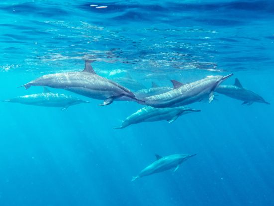 野生のイルカに出会える！モーリシャス南部ベネティエ島日帰りツアー＜英語ガイド／ホテル発＞