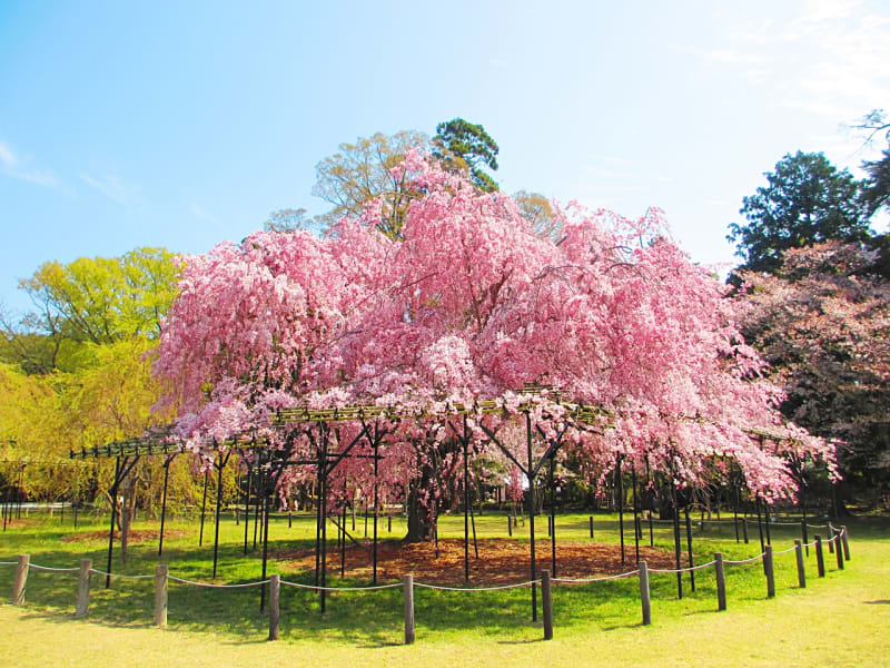 桜の名所バスツアー 仁和寺御室桜 上賀茂神社 半木の道散策 京都府立植物園 3 28 4 19限定 昼食付 1日 京都駅発 By 京都定期観光バス 京都の観光 遊び 体験 レジャー専門予約サイト Veltra ベルトラ