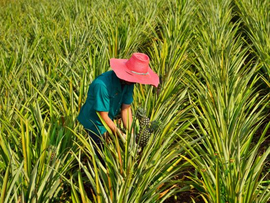 マウイ島 パイナップルファームツアー　試食やパイナップルプレゼントあり