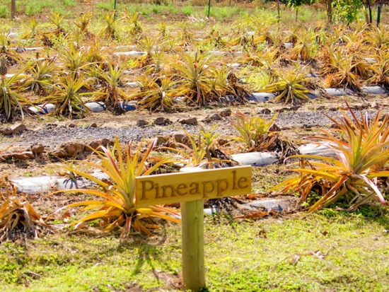 マウイ島 パイナップルファームツアー　試食やパイナップルプレゼントあり