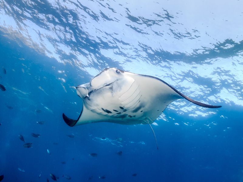 Indonesia_Bali_Nusa_Lembongan_Island_Manta_Ray_shutterstock_220745017