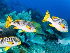 Indonesia_Bali_scuba_shutterstock_314098757
