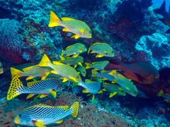 Indonesia_Bali_scuba_shutterstock_335933279