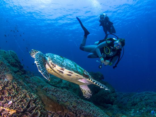 Indonesia_Bali_Nusa Penida_Scuba Diving_shutterstock_454381399