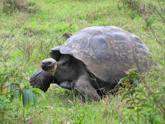 Gala-Giant tortoise2