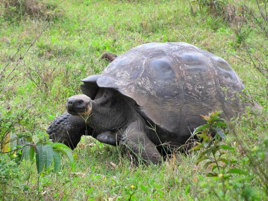 Gala-Giant tortoise2