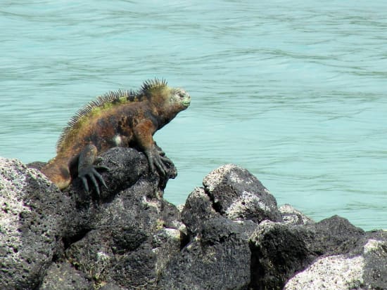 Gala-Marine iguana1