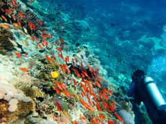 Indonesia_Bali_Underwater_shutterstock_89257957